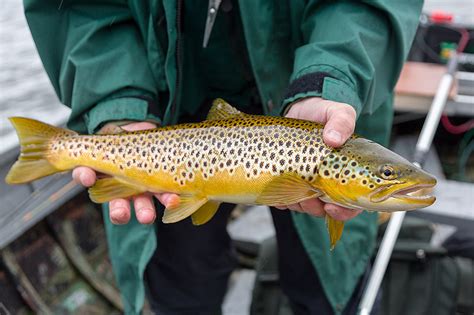 Brown Trout .